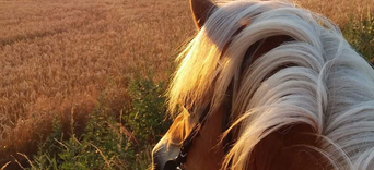 8. Comment préparer le départ de son animal avec douceur ?Visuel