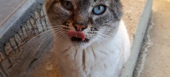 10. Que faire des affaires de son animal après son départ ?Visuel