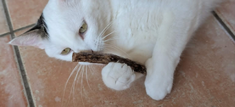 Pourquoi mon chat griffe-t-il les meubles et comment lui apprendre à utiliser son griffoir ?Visuel