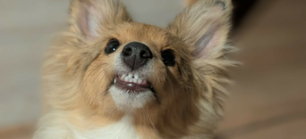 Accueillir un chiot : tout ce dont vous avez vraiment besoin (sans rien oublier)Visuel