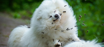 Mon chien est sensible : Que lui donner ?Visuel