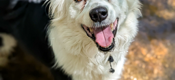 Pourquoi Just For Pets ne propose pas de mastications de Chameau  ?Visuel