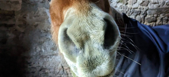 7. Les autres animaux de la maison vivent-ils aussi le deuil ?Visuel