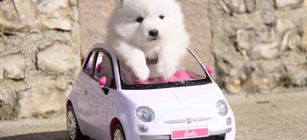 11. Accompagner son animal dans son dernier voyage : Les choix possiblesVisuel