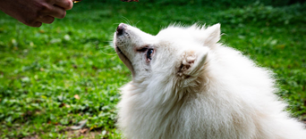 1. Mon animal est gravement malade : Par où commencer ?Visuel