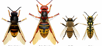 Les Frelons Asiatiques : Un réel danger pour tousVisuel