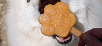 'Mon chien est sensible"... Mais encore ???Visuel