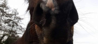 3. Deuil animalier : Comment le gérer ?Visuel