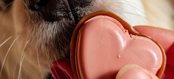 Notre engagement pour la cause AnimaleVisuel