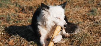 Pourquoi Just For Pets ne propose pas de Bois de Cerf ?Visuel