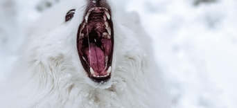 Pourquoi Just For Pets propose des mastications à base de cheval ?Visuel