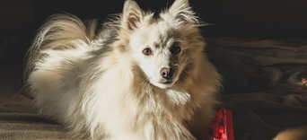 Il y a un convalescent (humain ou animal) dans la maison, comment faire ?Visuel