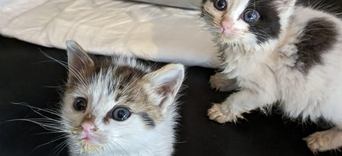 5. "Ce n’était qu’un chien" : Comment faire face aux paroles blessantes ?Visuel