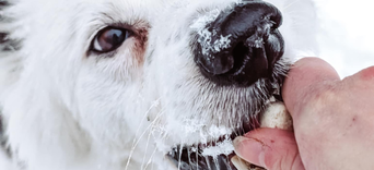 Pathologies courantes du chien et du chatVisuel