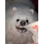 Replay Webinaire ~ "Ne plus douter pour son animal" : Bobologie, premiers secours, gestion du parasitisme et solutions naturelles du quotidien Visuel 1