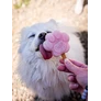 Préparations gourmandes pour glaces - Goûts au choix - Smoofl Visuel 7